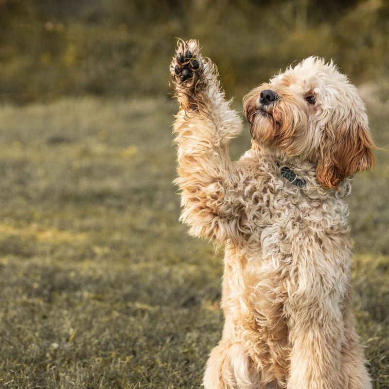 Hond